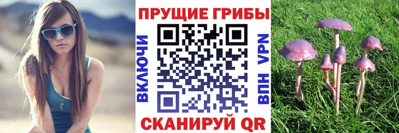 Псилоцибиновые грибы мицелий  где продают   Дагестанские Огни 